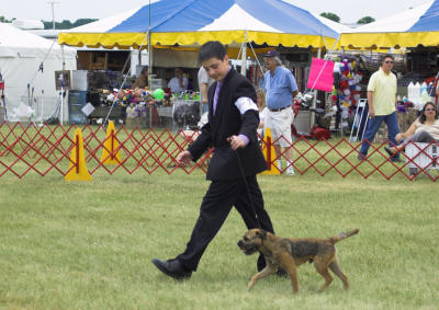 Border Terrier - Best of Opposite Sex Winner