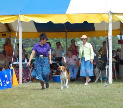 American Foxhound - Best of Breed Winner