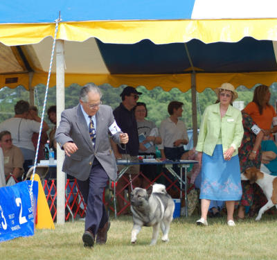 Nowegian Elkhound