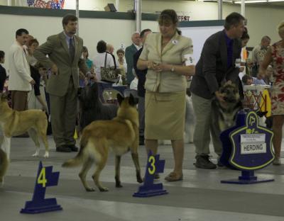 Belgian Malinois - Group 3 Winner