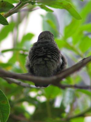 It puffed out its feathers almost as if it were cold.