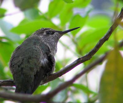 Baby Hummer