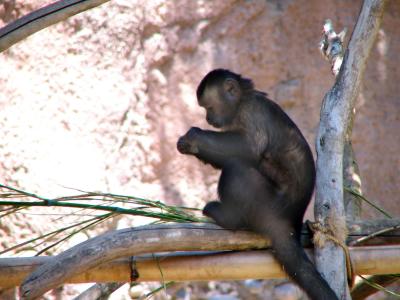 brown capuchin