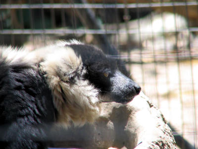 black and white ruffed lemur