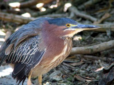 striated heron