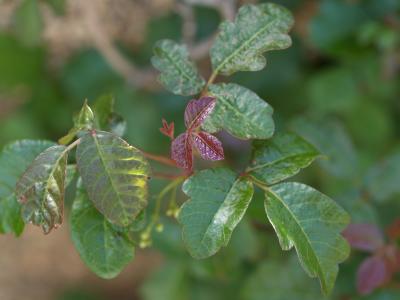 Poison Oak!