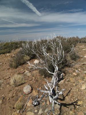 PCT 017.jpg