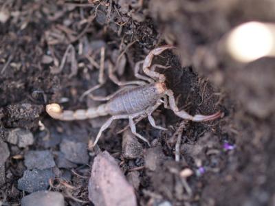 Scorpion