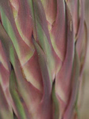 Yucca