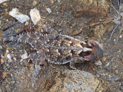 Horned Lizard