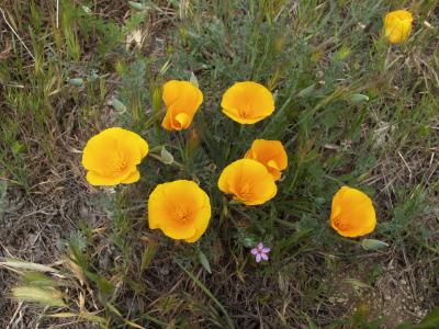 Poppies