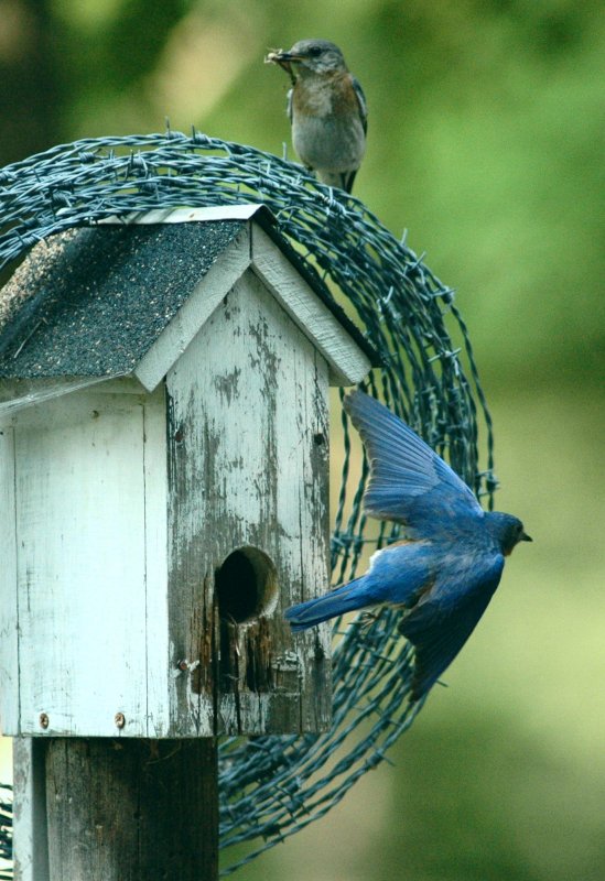 Nesting Bluebirds