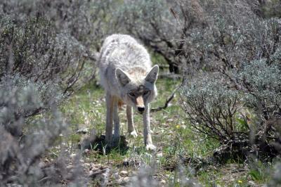 Coyote on the Prowl