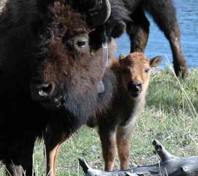 Bison and Calf