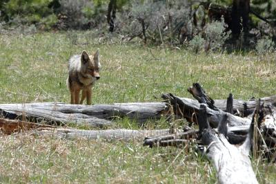 Coyote at Madison River Picnic Area