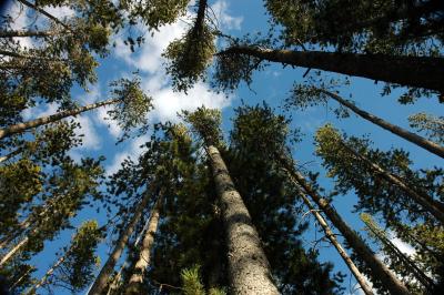 Trees at Old Faithful