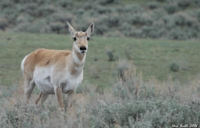 Antelope - Lamar Valley