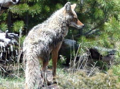 Coyote @ Madison River Picnic Area