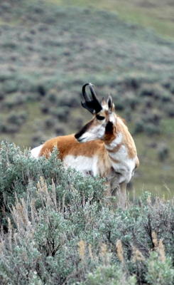 Pronghorn in the Lamar Valley