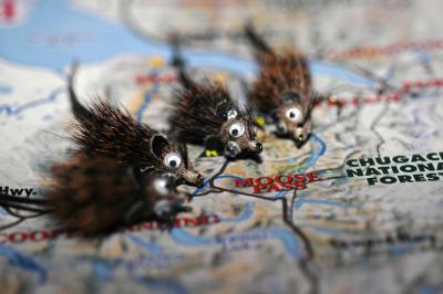 Mouserats in Moose Pass, AK.