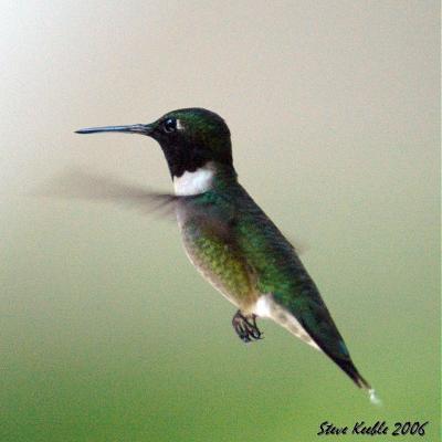 Hummingbird #2