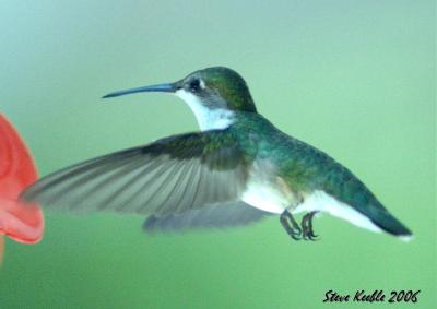 Summertime Hummer