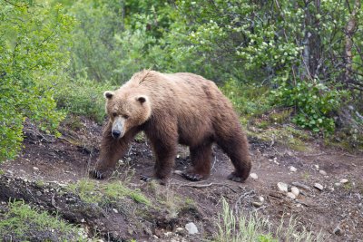 Alaska 2010-17.jpg