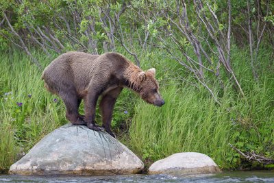 Alaska 2010-98.jpg
