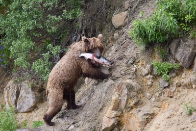 Alaska 2010-447.jpg