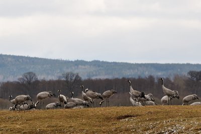 Hornborgasjn - 31 mars 2012