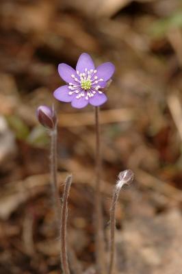 Blsippa  -  Hepatica nobilis