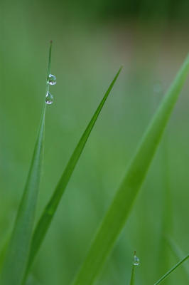 Morning dew IV