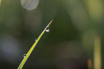 Morning dew V