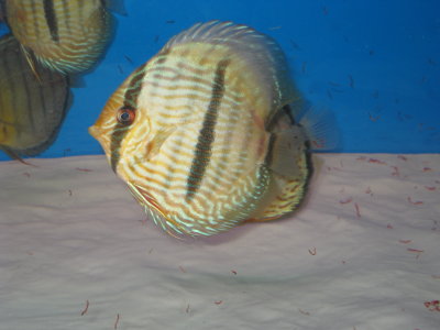 IMG_8855.JPG
