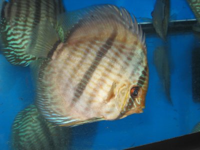 IMG_8866.JPG