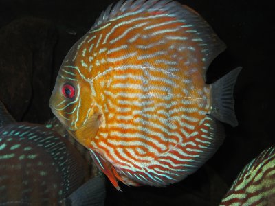 IMG_2684.JPG