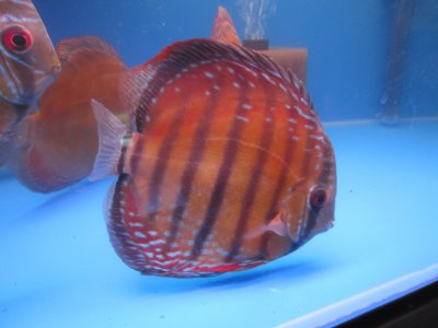 IMG_3272.JPG