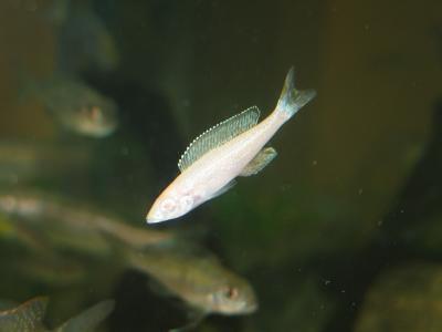 Cyprichromis Leptosoma Kitumba Albino