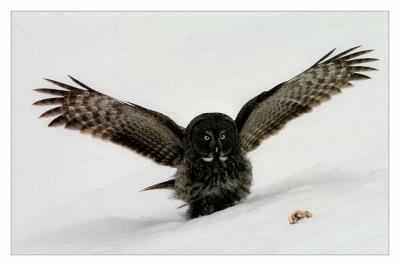 Northern Gray and Prey.jpg