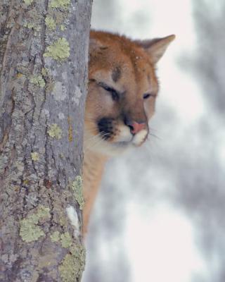 Cat Nap8x10.jpg