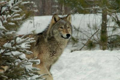 Copy 2 of Wolfie behind tree.jpg