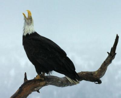 Hooting 8 x10.jpg