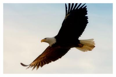 Majestic Flight.jpg