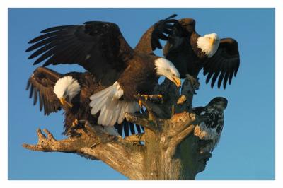 Eagle Has Landed.jpg