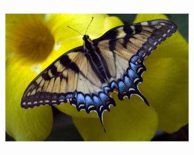 Butterfly 1 8x10.jpg