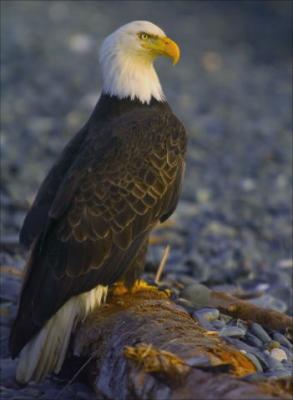 Eagle on Tree.jpg