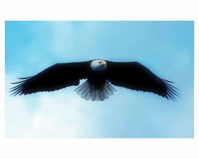 Eagle 30 degrees.jpg