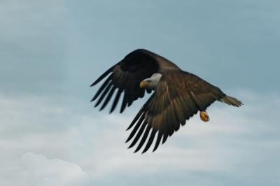 Eagle in Fight 8x12 .jpg