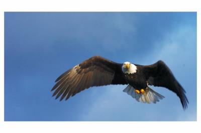 Eagle sun lit 8x12.jpg