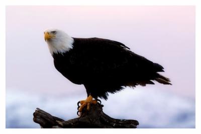 Eagle Watch.jpg